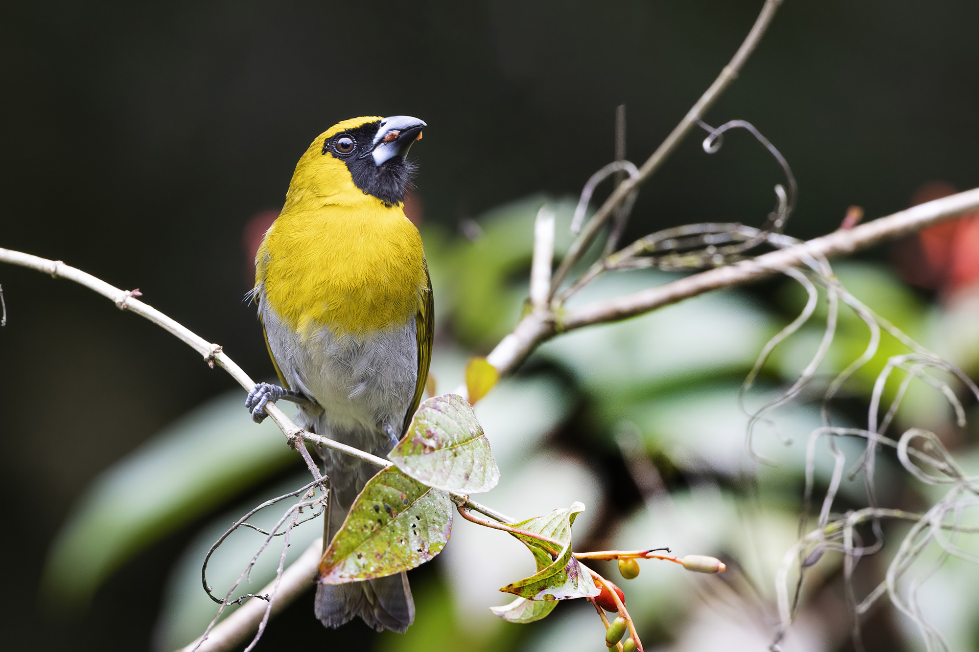 Black-faced Grosbeak